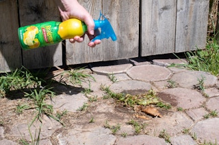 A spray nozzle attached to a bottle of lemon juice and being sprayed onto weeds growing in cracks.