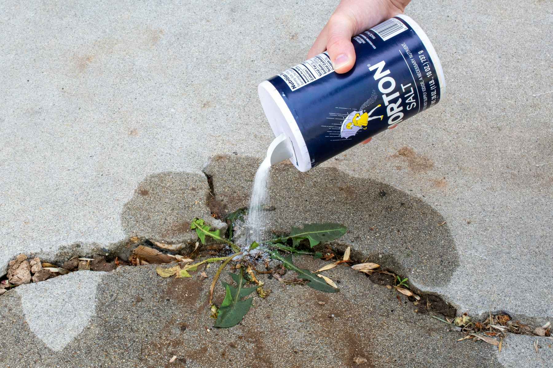 Someone pouring salt onto a sidewalk crack as a weed killer