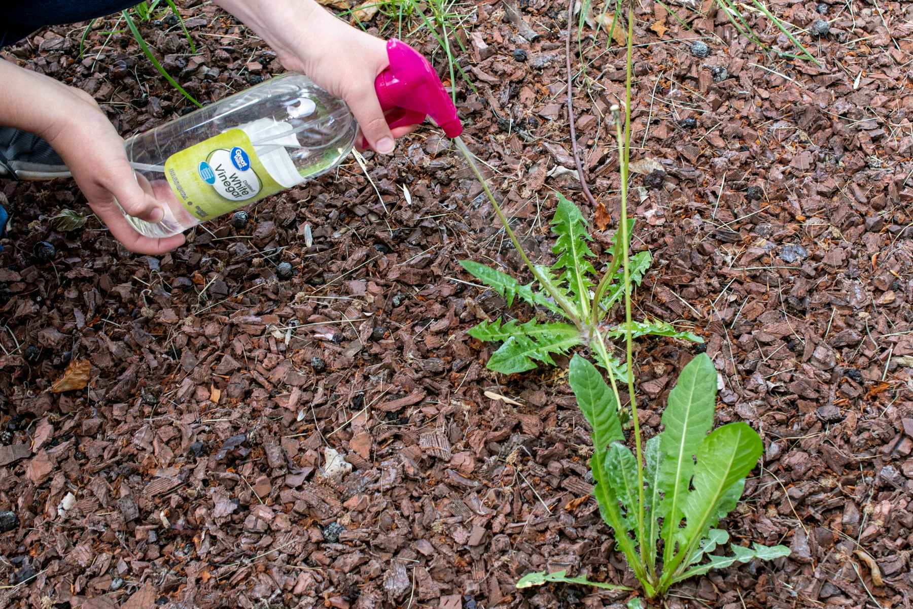 someone spraying weeds with vinegar.