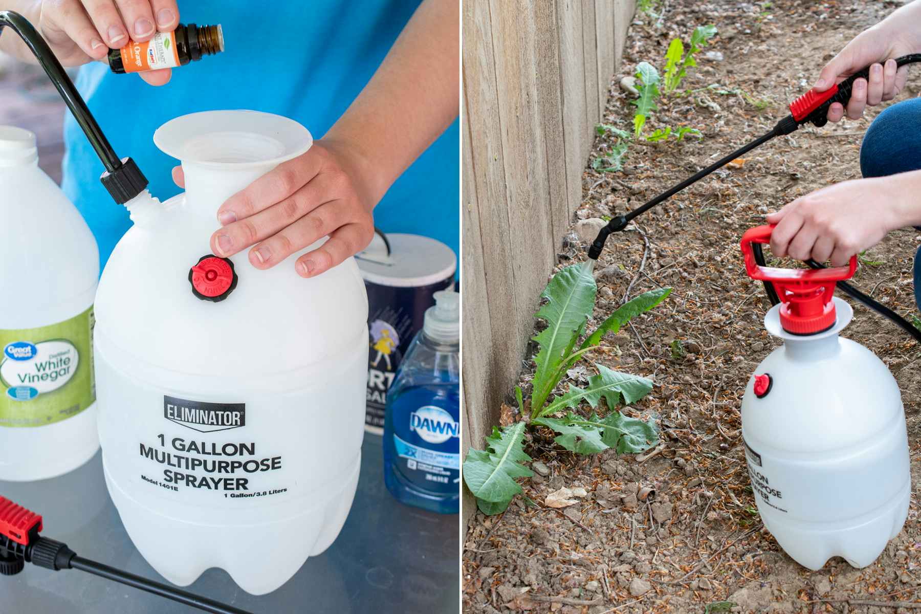 essential oils, vinegar, salt and Dawn dish soap being added to a 1 gallon sprayer and sprayed on weeds near a fence