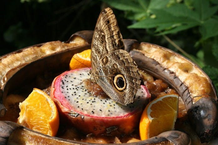 A butterfly sitting on top of a piece of dragonfruit surrounded by sections of an orange.