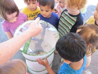 A group of children looking at butterflies in a butterfly net.