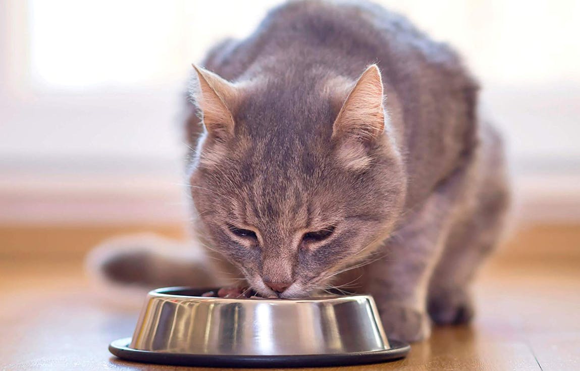 amazon purina one cat food