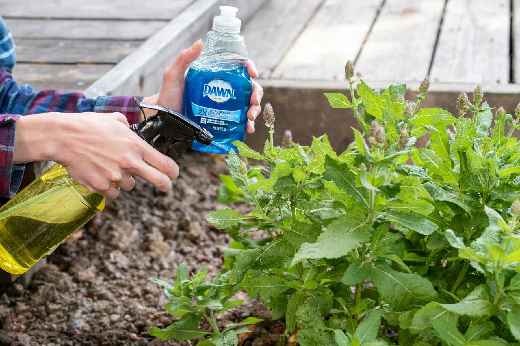 Person spraying a Dawn dish soap solution onto plants with a spray bottle