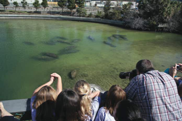 Manatee Viewing Center at Tampa Electric's Big Bend Power Station