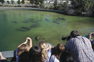 Manatee Viewing Center at Tampa Electric's Big Bend Power Station