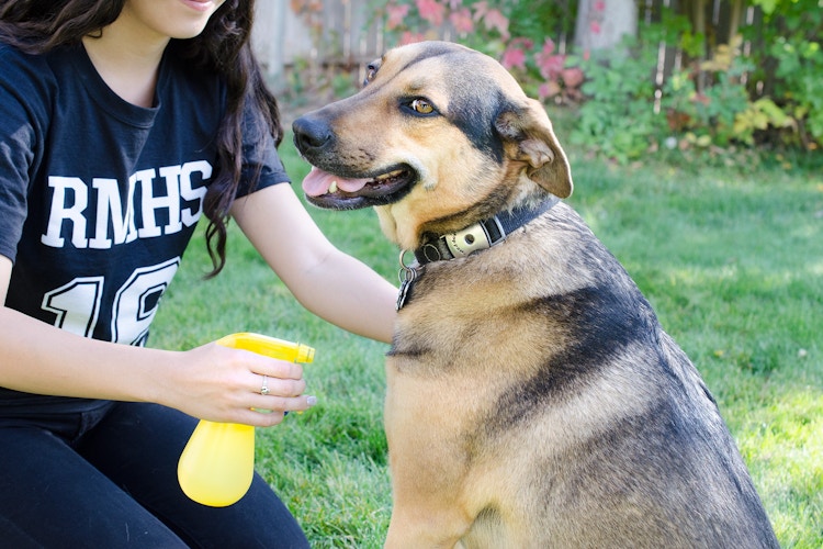 Cure your pet from fleas and ticks by spraying fur with an apple cider vinegar and water solution.