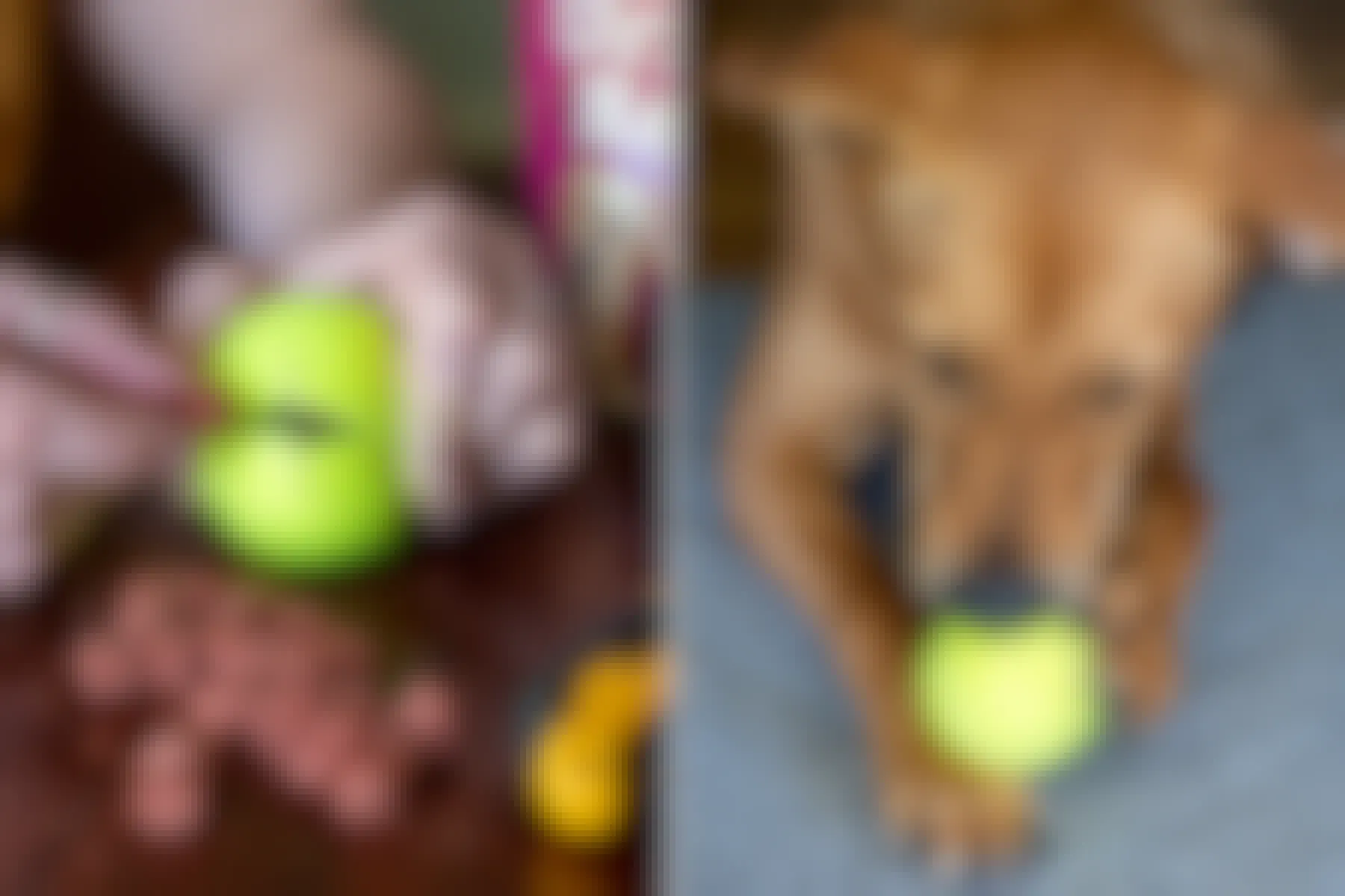 Repurpose an old tennis ball by turning it into a treat dispenser.