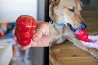 Keep your dog occupied for hours by filling a Kong with homemade frozen treats.