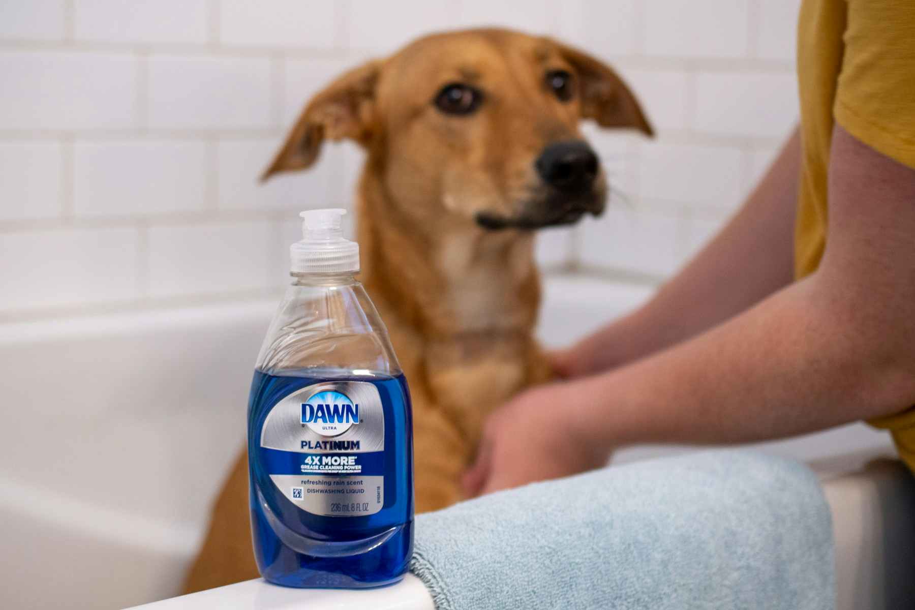 Give your dog a Dawn dish soap bath if he has fleas.