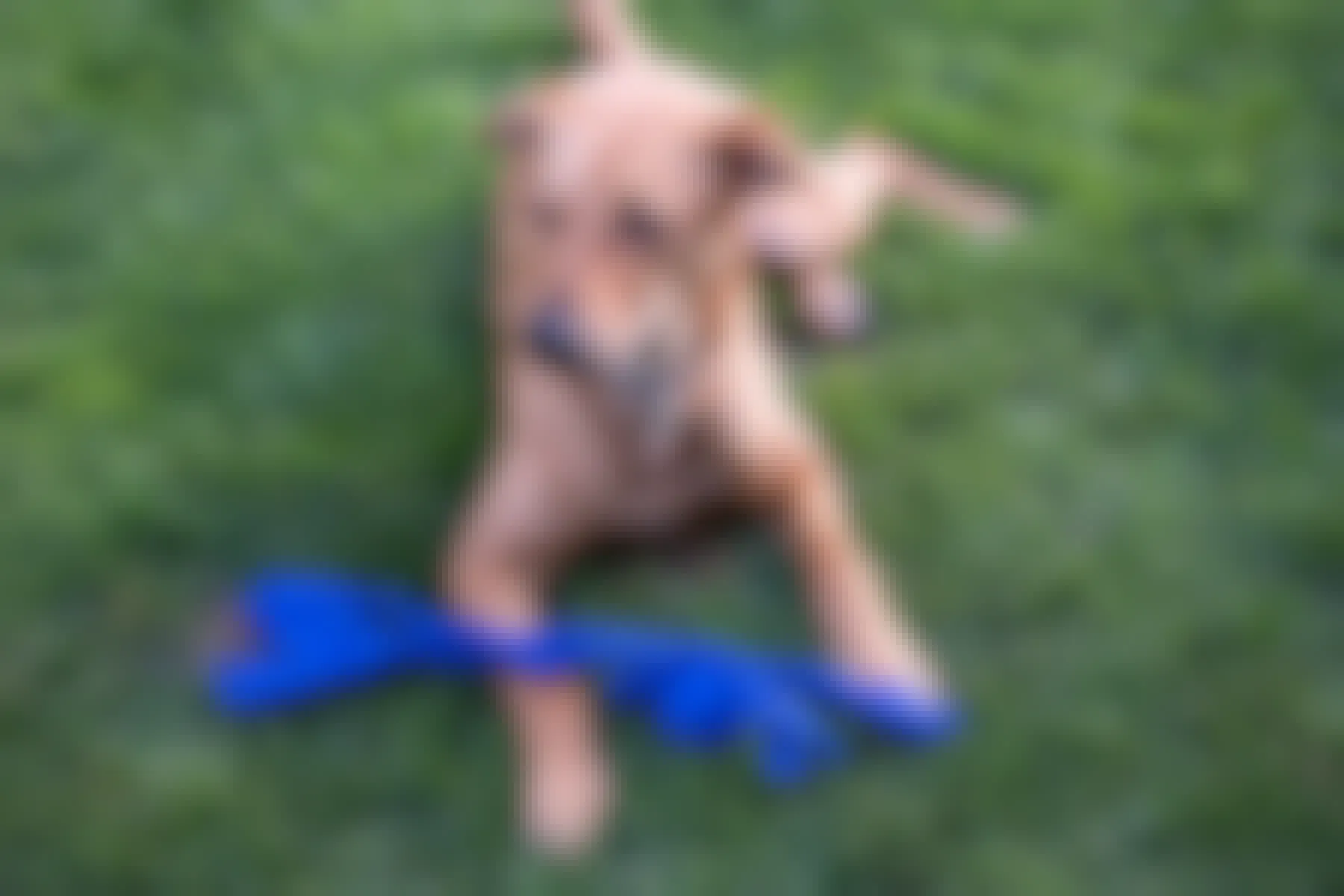 A dog laying on grass with a blue rope toy.