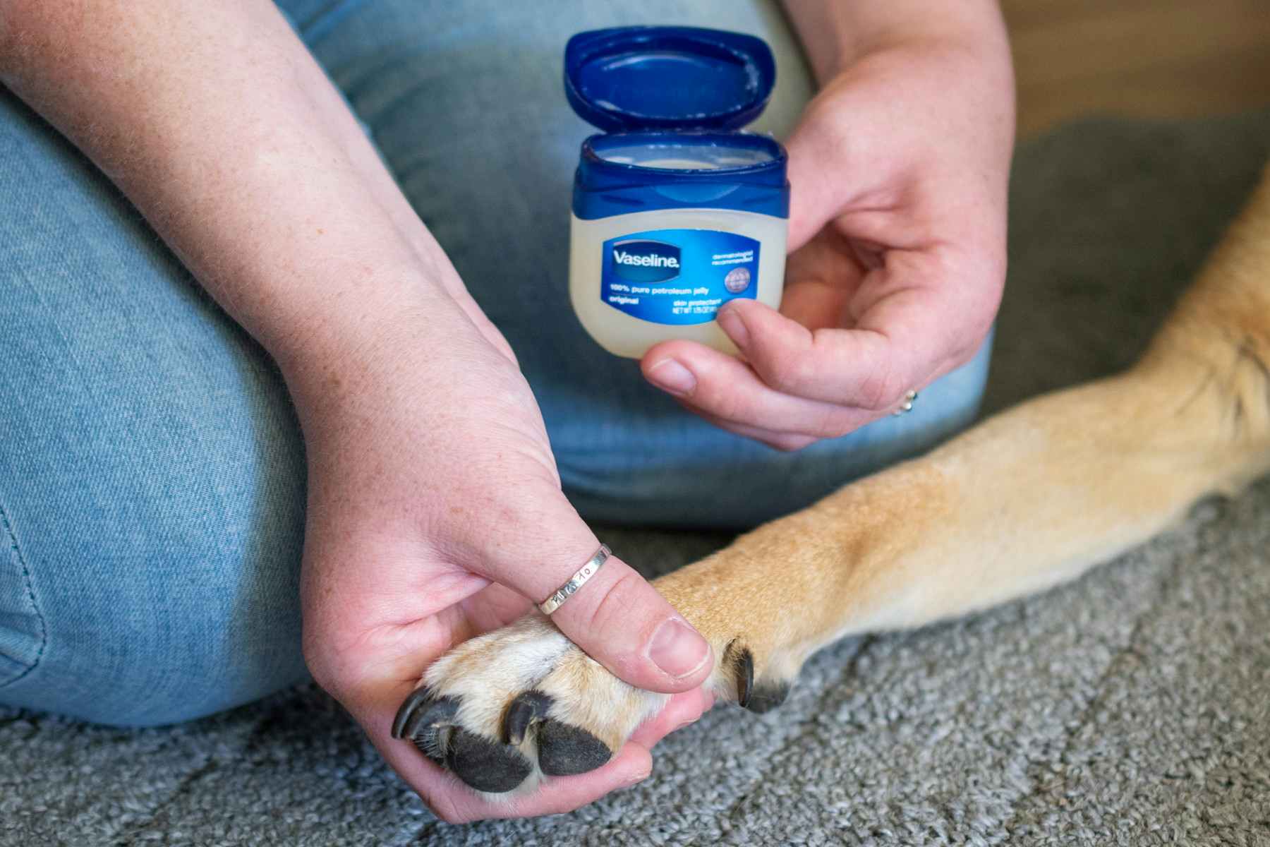 Protect your dog's paws in the snow with Vaseline.