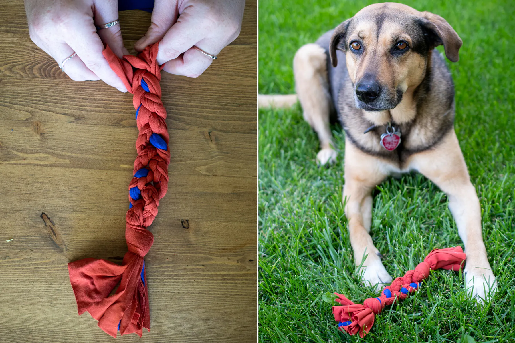 10 Useful Tips every Dog Owner should know Two Cutepeas in a Pod