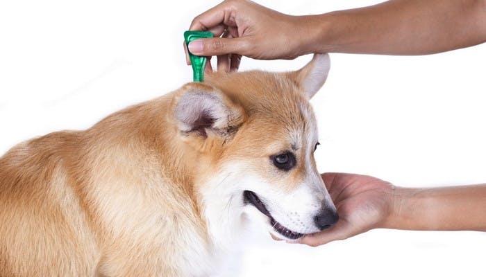 best flea treatment for dogs walmart