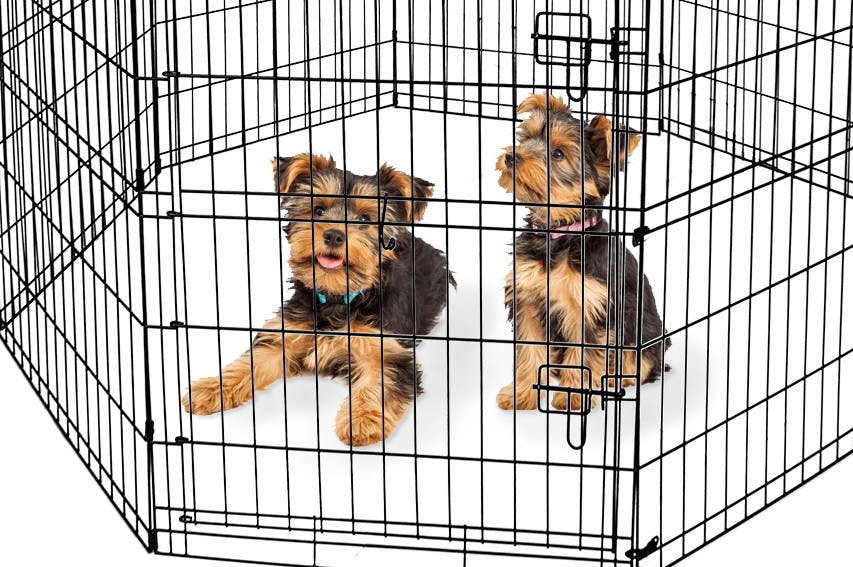 vibrant life pet exercise pen 36 large indoor & outdoor playpen