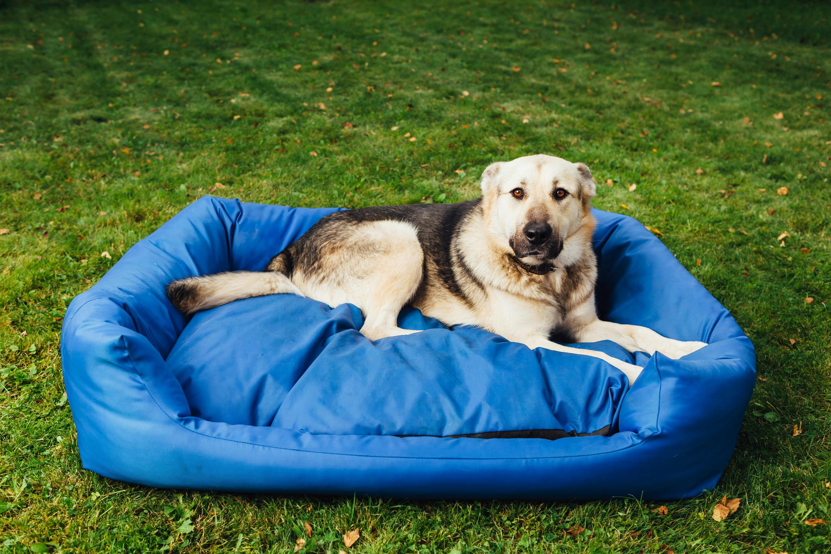 $10 Pet Beds at Academy Sports! - The 