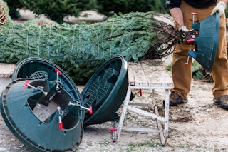 Beautiful fresh cut Christmas trees at Christmas tree farm.