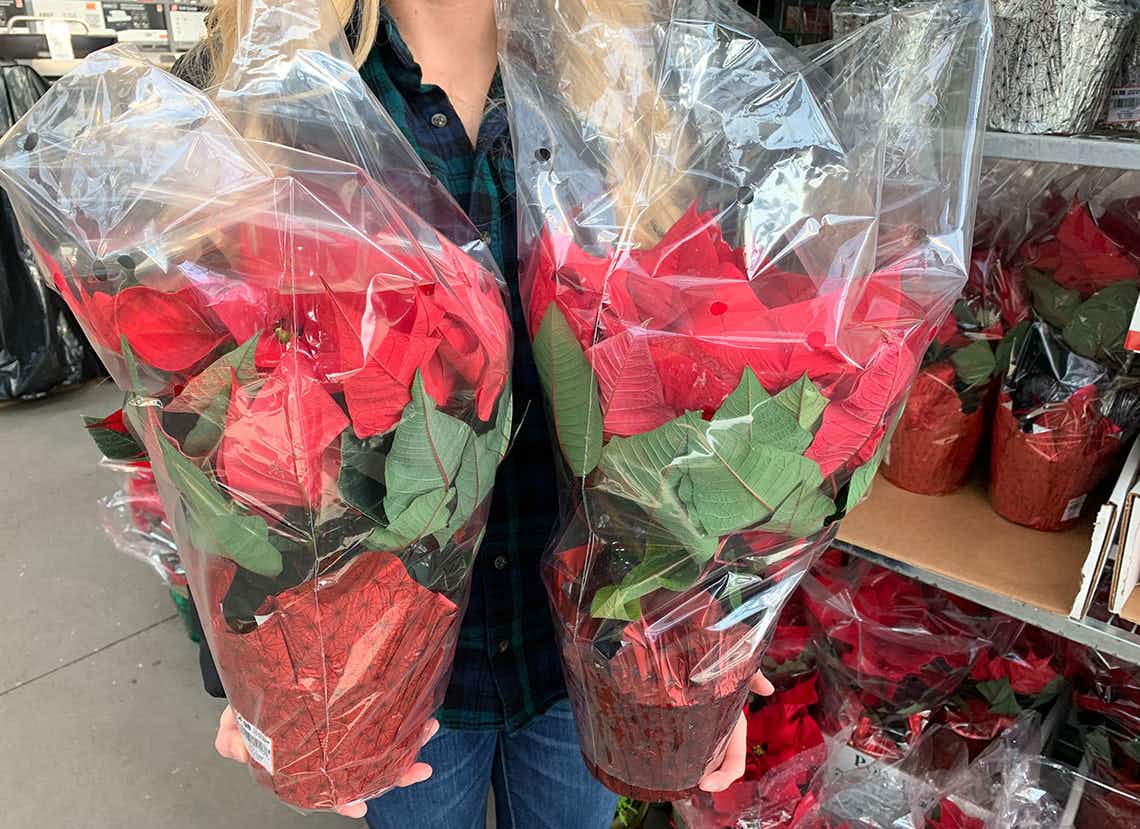 A woman holding two poinsettias at Home Depot.