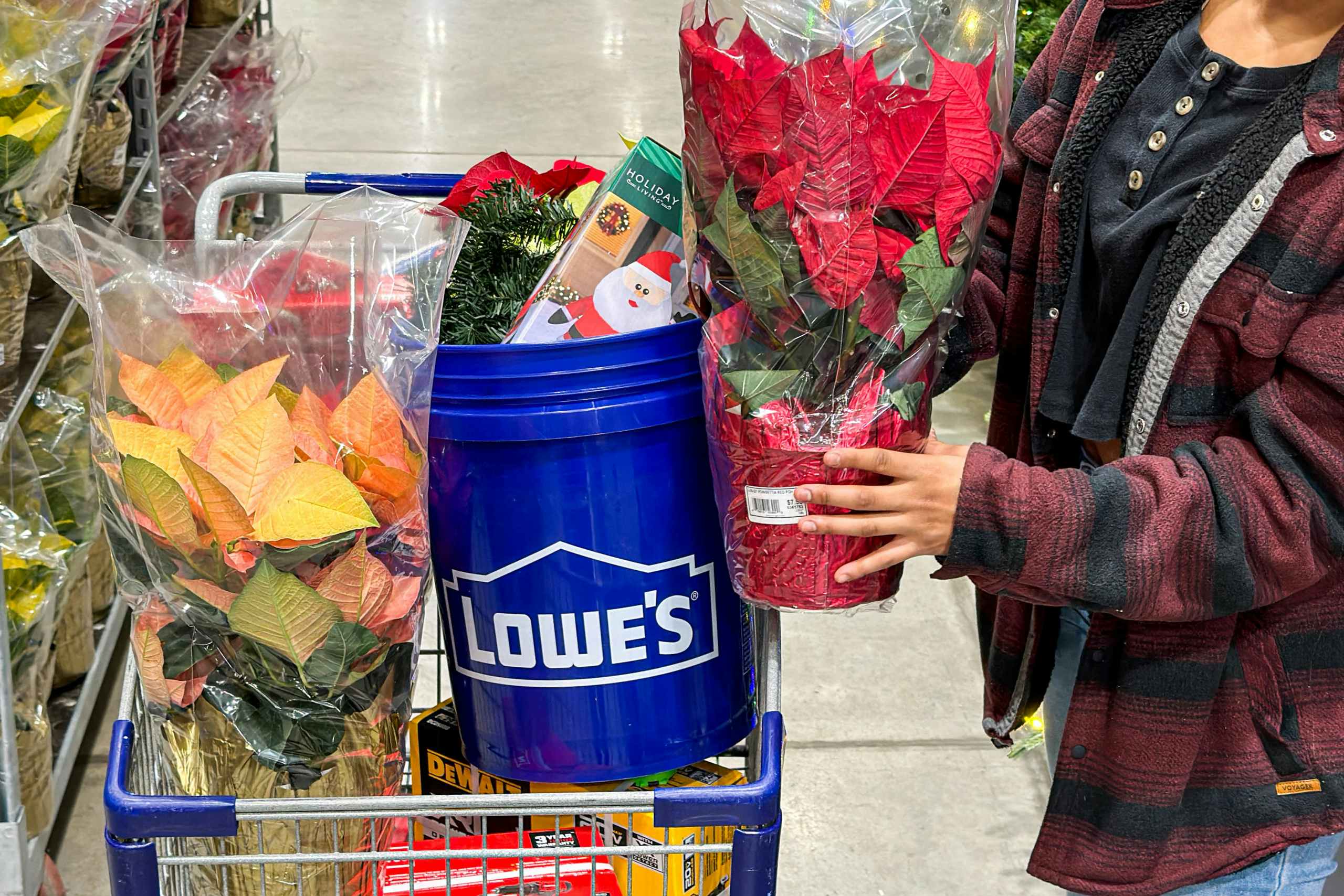 a person placing a poinsettia in cart at lowes