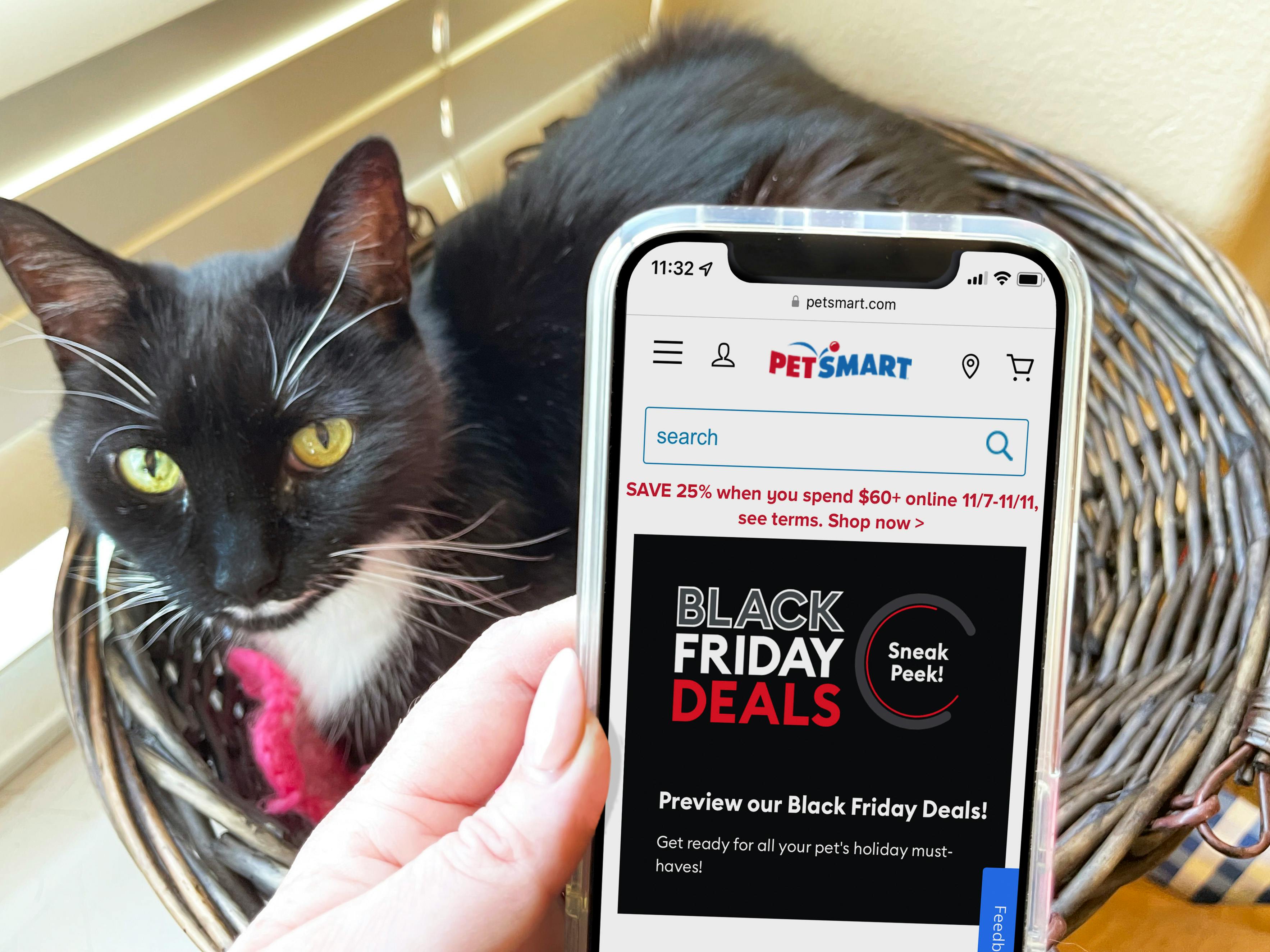 A person holding a cell phone displaying the PetSmart 2022 Black Friday sneak preview page on their website in front of a black and white cat