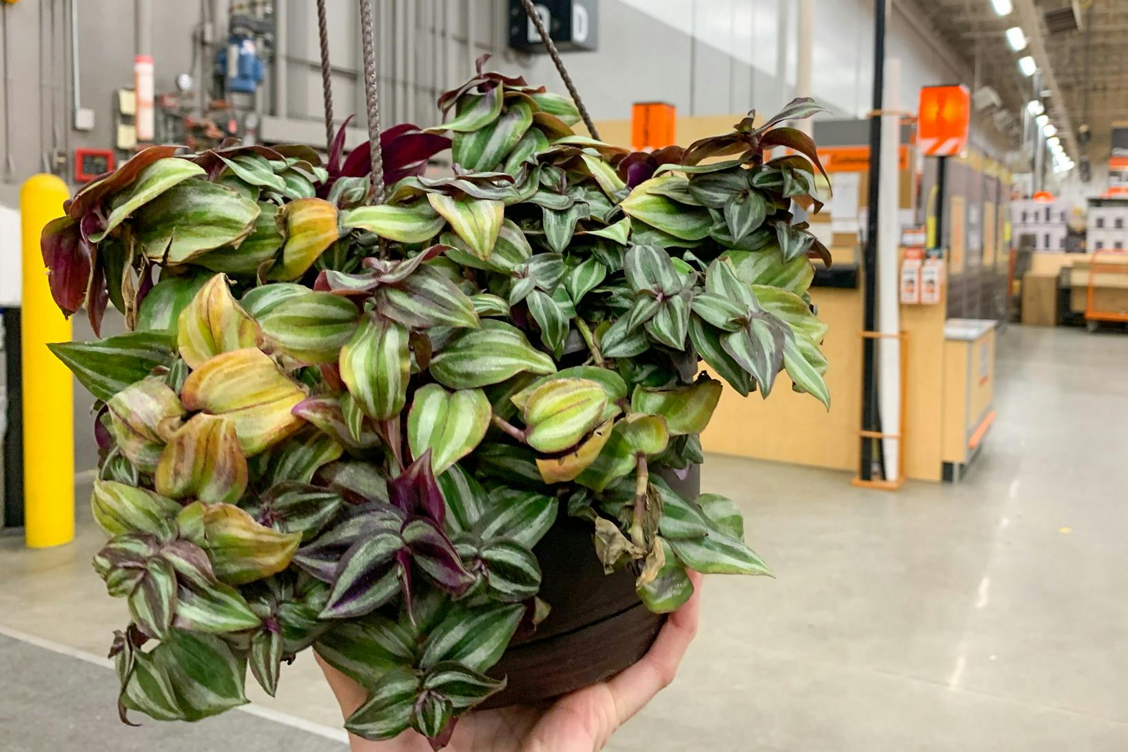 Returning dying plants to Home Depot