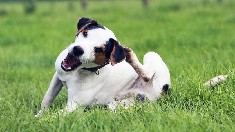 burt's bees dog itch spray