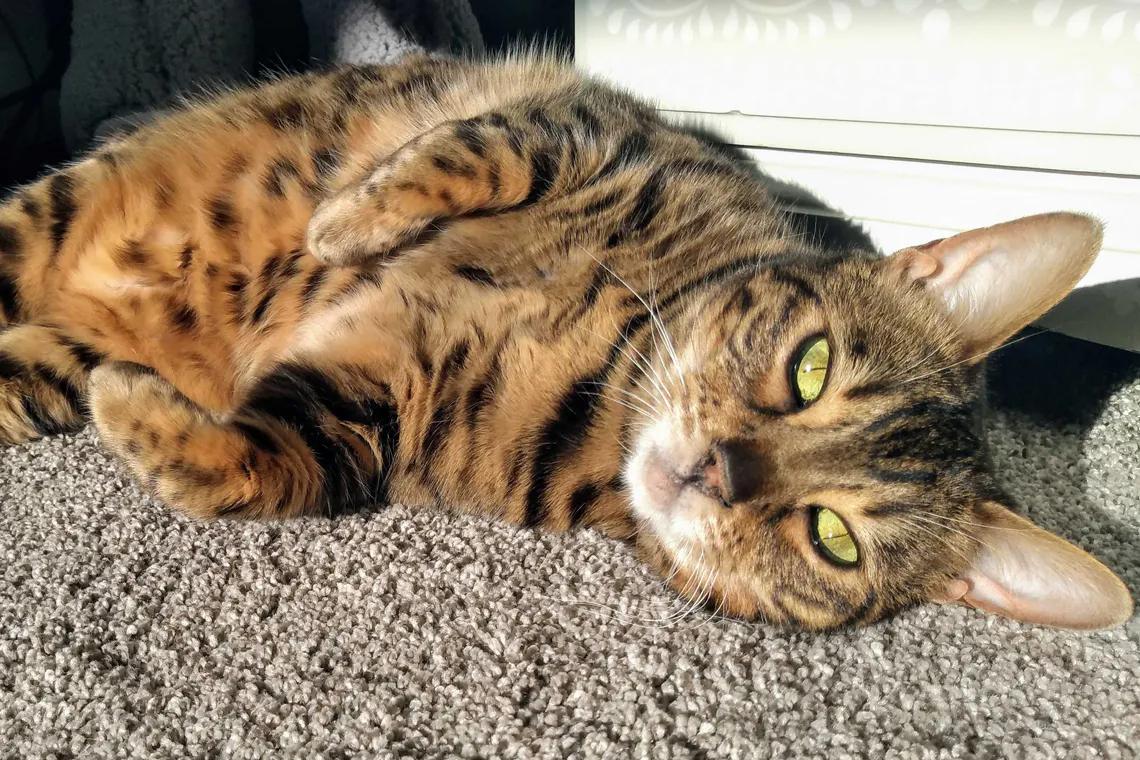 Van Ness Sifting Enclosed Large Cat Litter Box 9 89 At Walmart The Krazy Coupon Lady