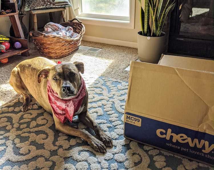 chewy dog food delivery