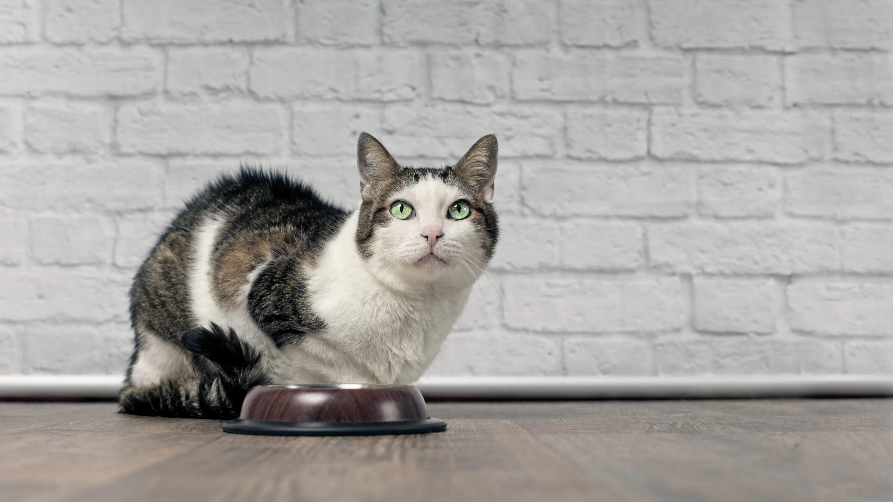 12 Pack Purina Grain Free Wet Cat Food As Low As 4 80 On Amazon The Krazy Coupon Lady