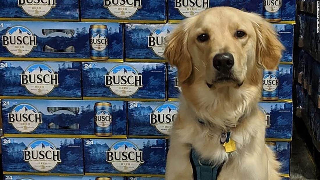 Busch Is Giving Away 3 Months of Beer — If You Take in a Shelter Dog