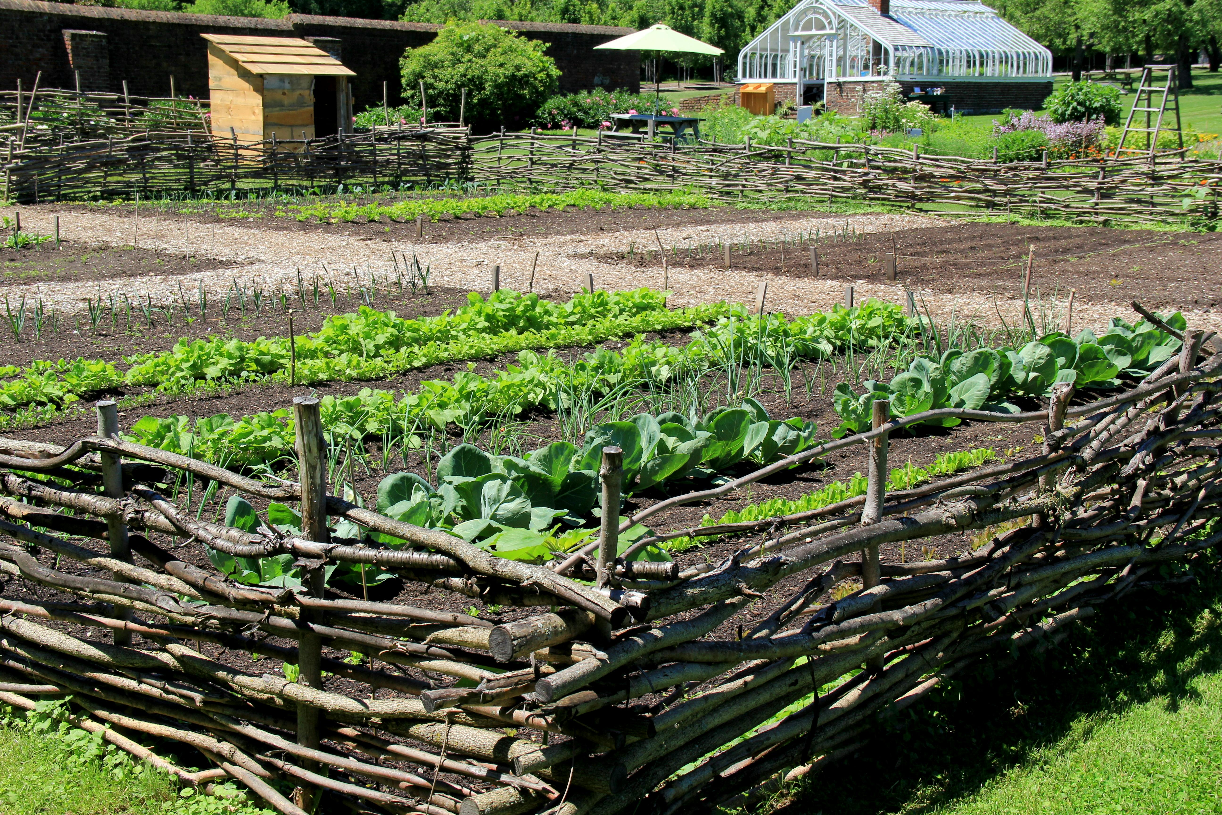 Farm in New York state with vegetables growing in a fenced garden.