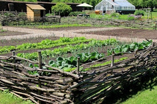 Farm in New York state with vegetables growing in a fenced garden.
