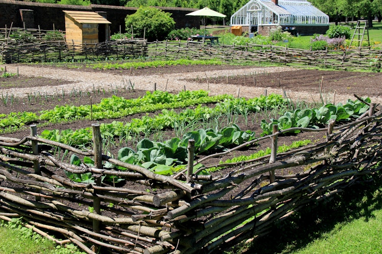 Farm in New York state with vegetables growing in a fenced garden.