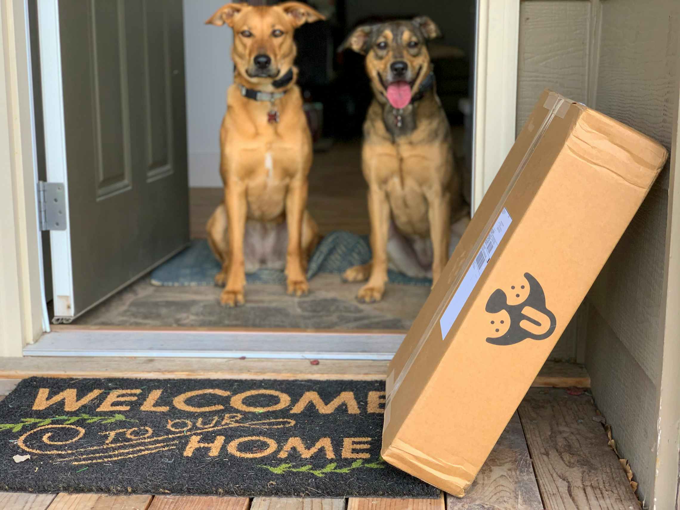 Two dogs sitting at a front door with a Petco delivery box in front of them.