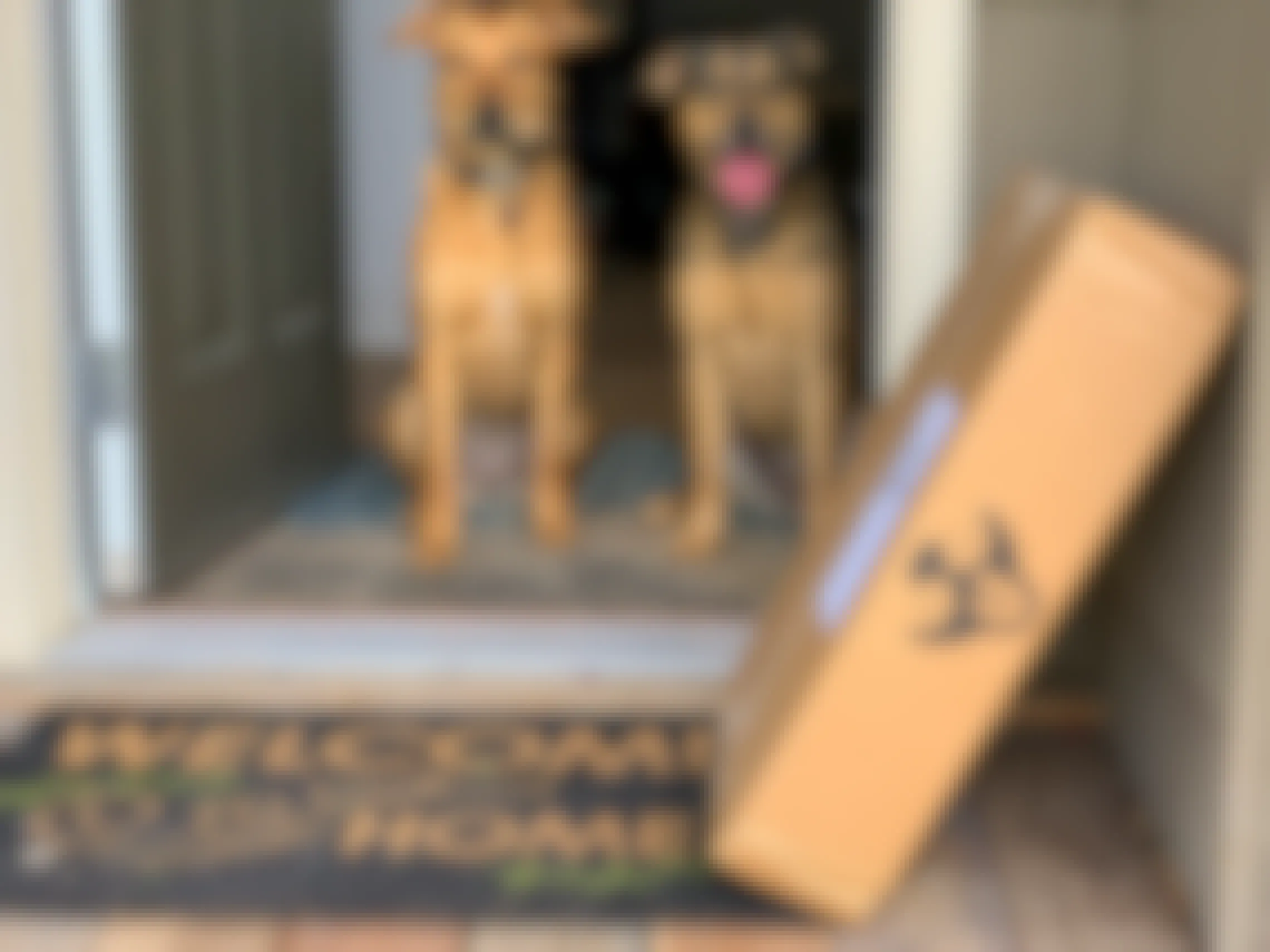 Two dogs sitting at a front door with a Petco delivery box in front of them.
