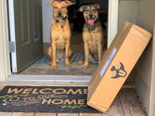 Two dogs sitting at a front door with a Petco delivery box in front of them.