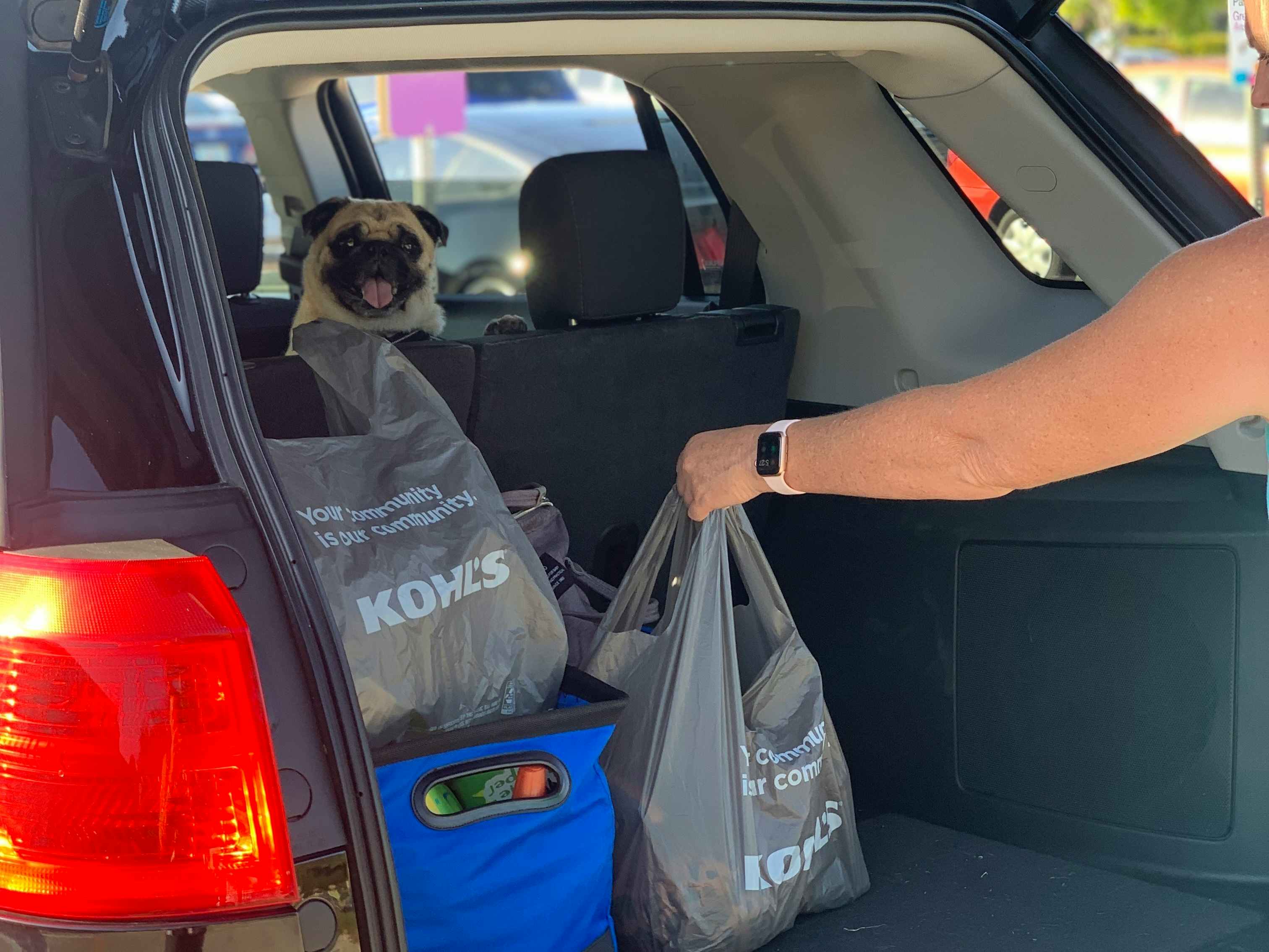 Pug dog peeking over back seat as a woman puts kohls bag inside the back trunk of a midsize suv
