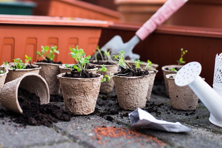 Potted seedlings growing in biodegradable peat moss pots from above. Seedling in fiber pots.
