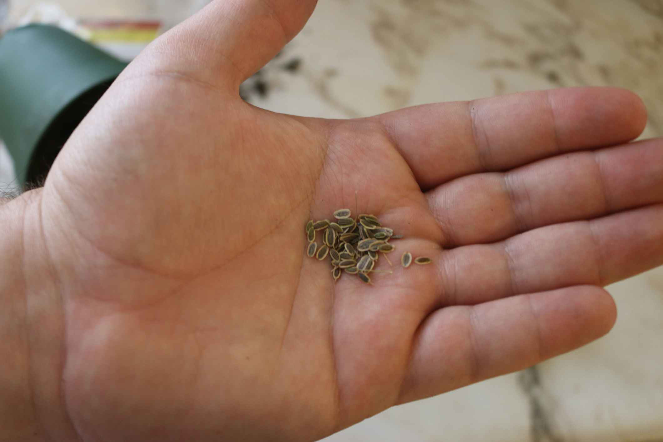 A person's hand holding up a pile of small seeds.
