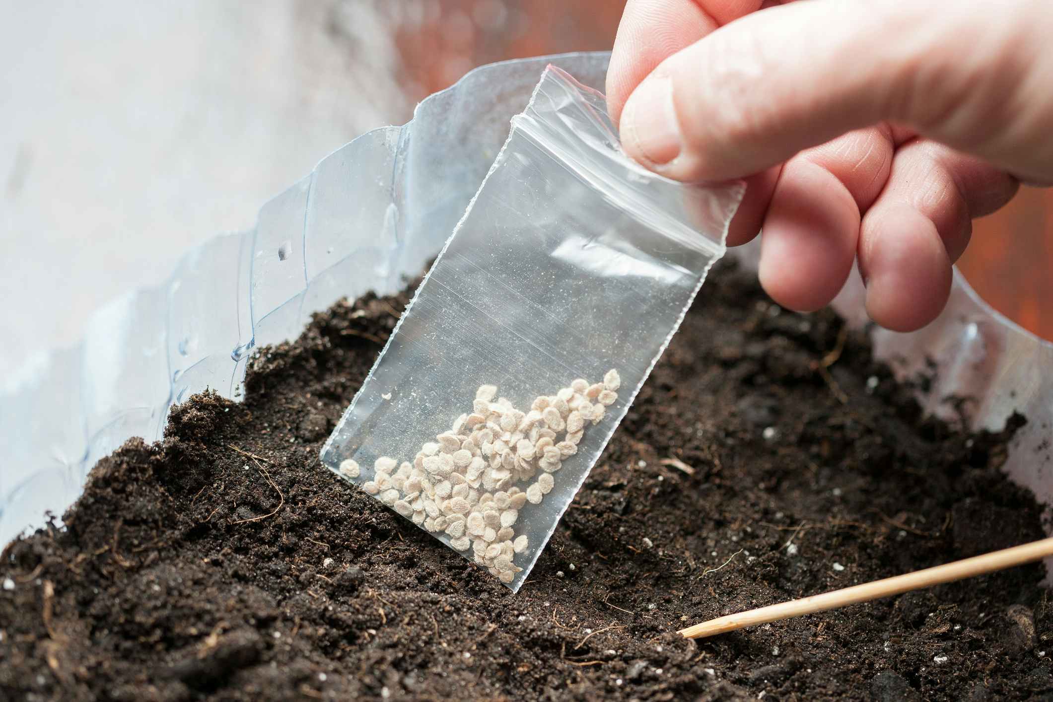 A person's hand holding a small bag of seeds above a container of soil.