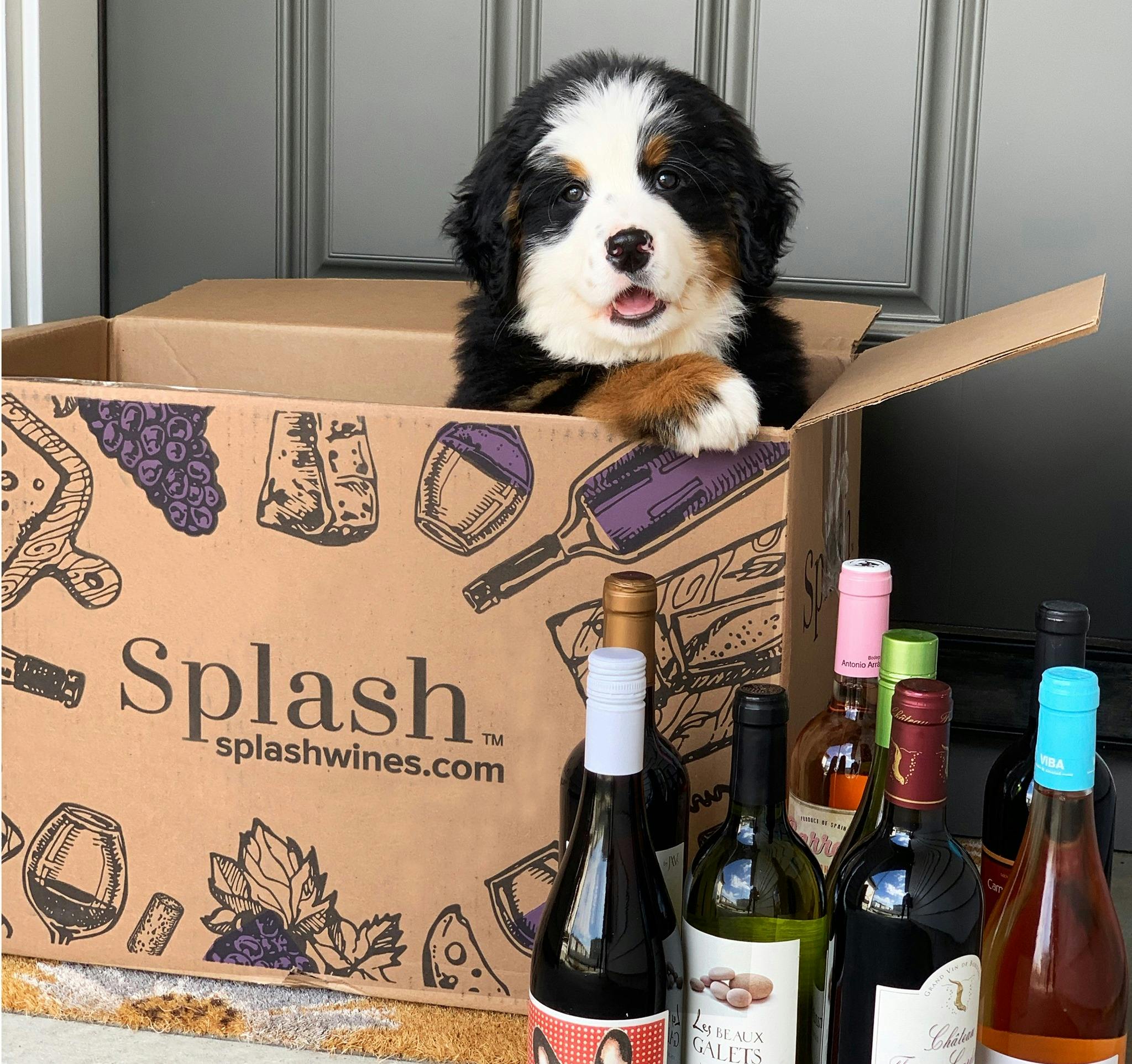small dog peeking out of wine box with six wine bottles sitting in fron of the box.