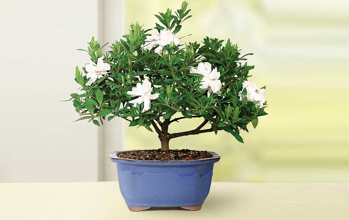 Brussel's Bonsai Plants, as Low as $18.97 on Walmart.com - The Krazy Coupon Lady Brussel's Bonsai Plants, as Low as $18.97 on Walmart.com - The Krazy Coupon Lady