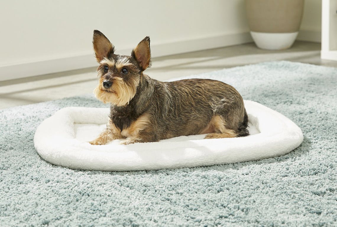 pet bed deals