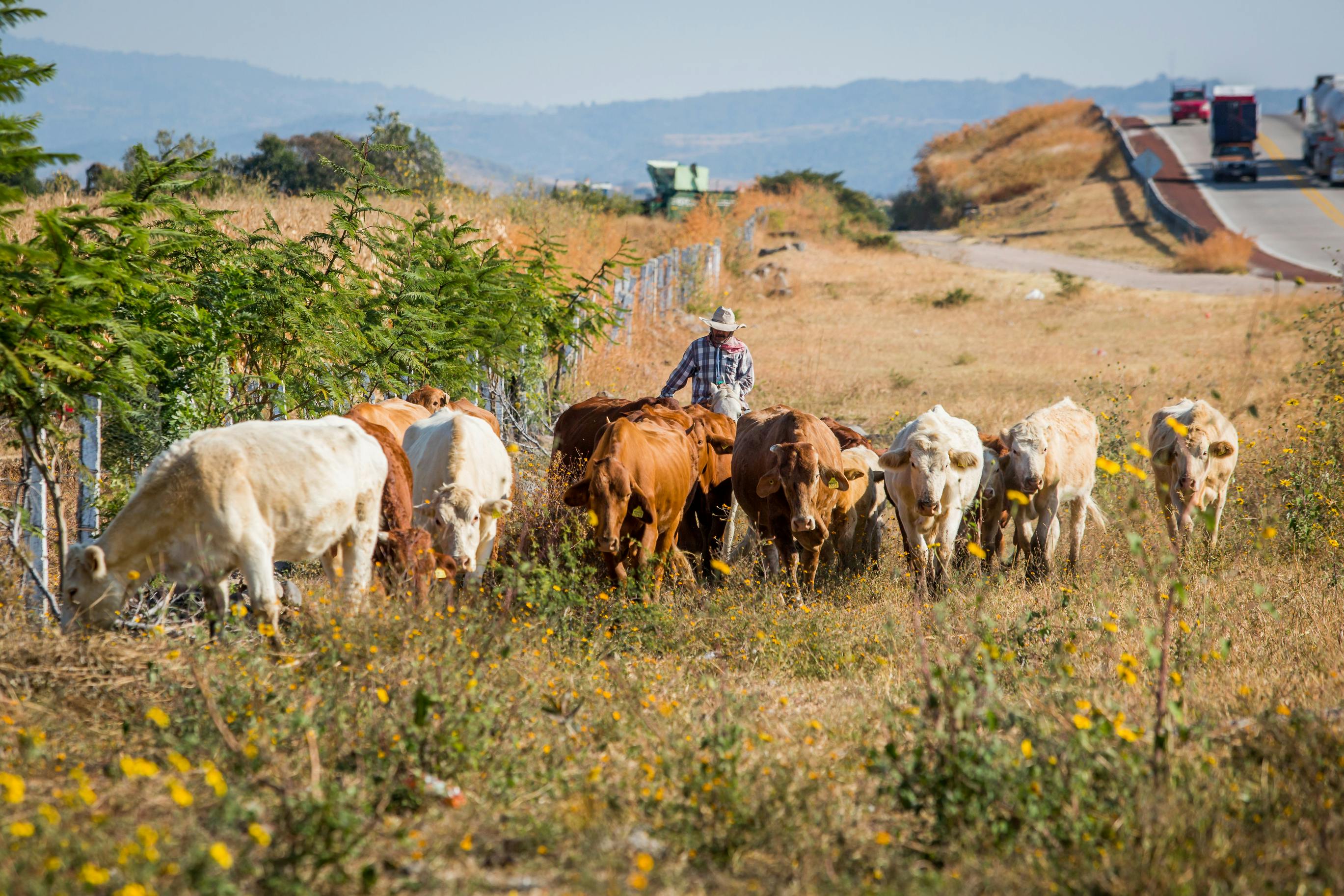 A ranch hand with cattle — cattle are grazing in the grass.