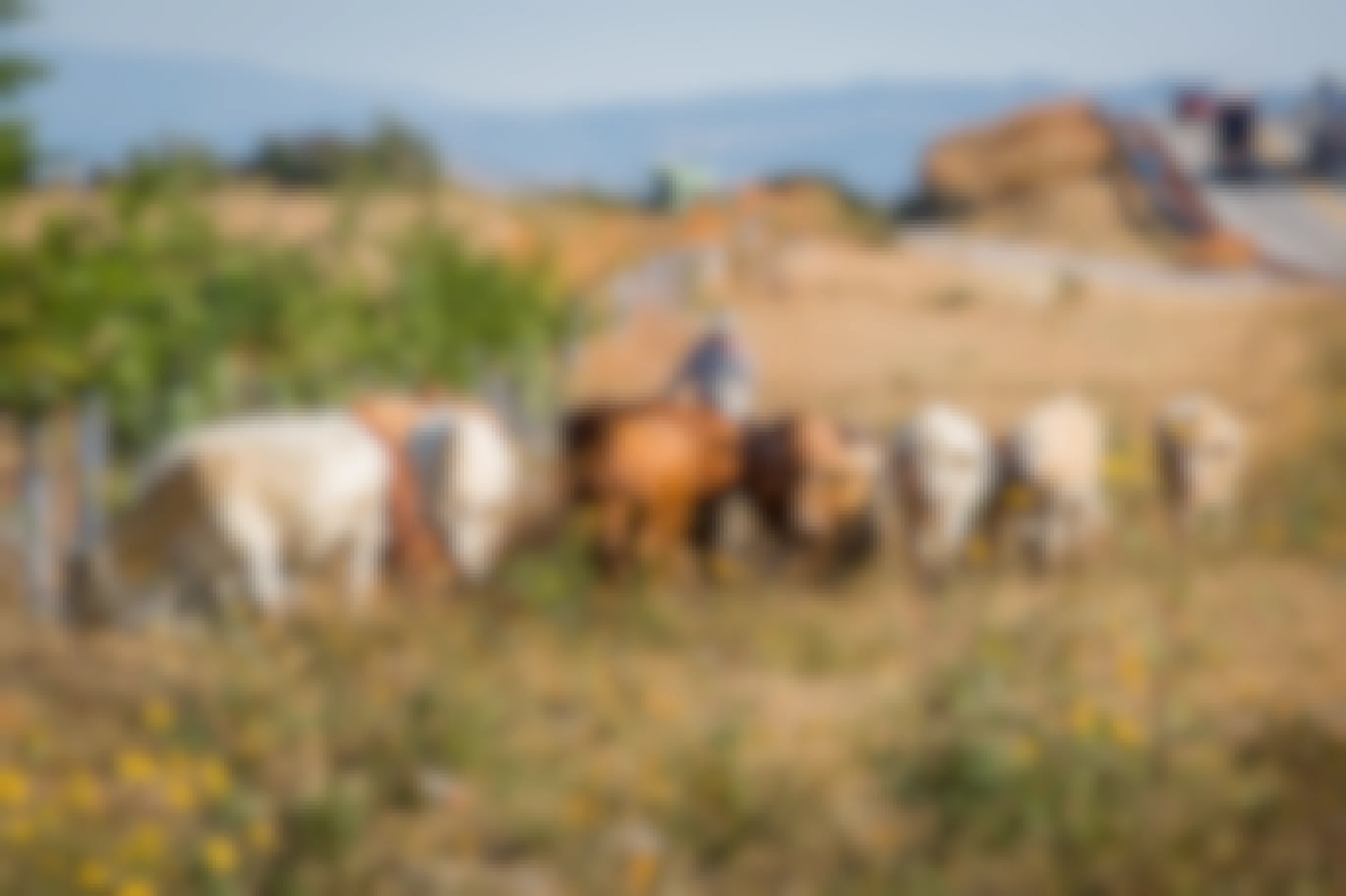 A ranch hand with cattle — cattle are grazing in the grass.