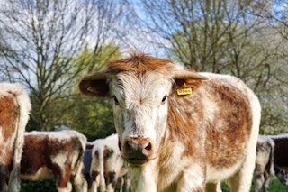 Cow on a farm looking directly at the camera.