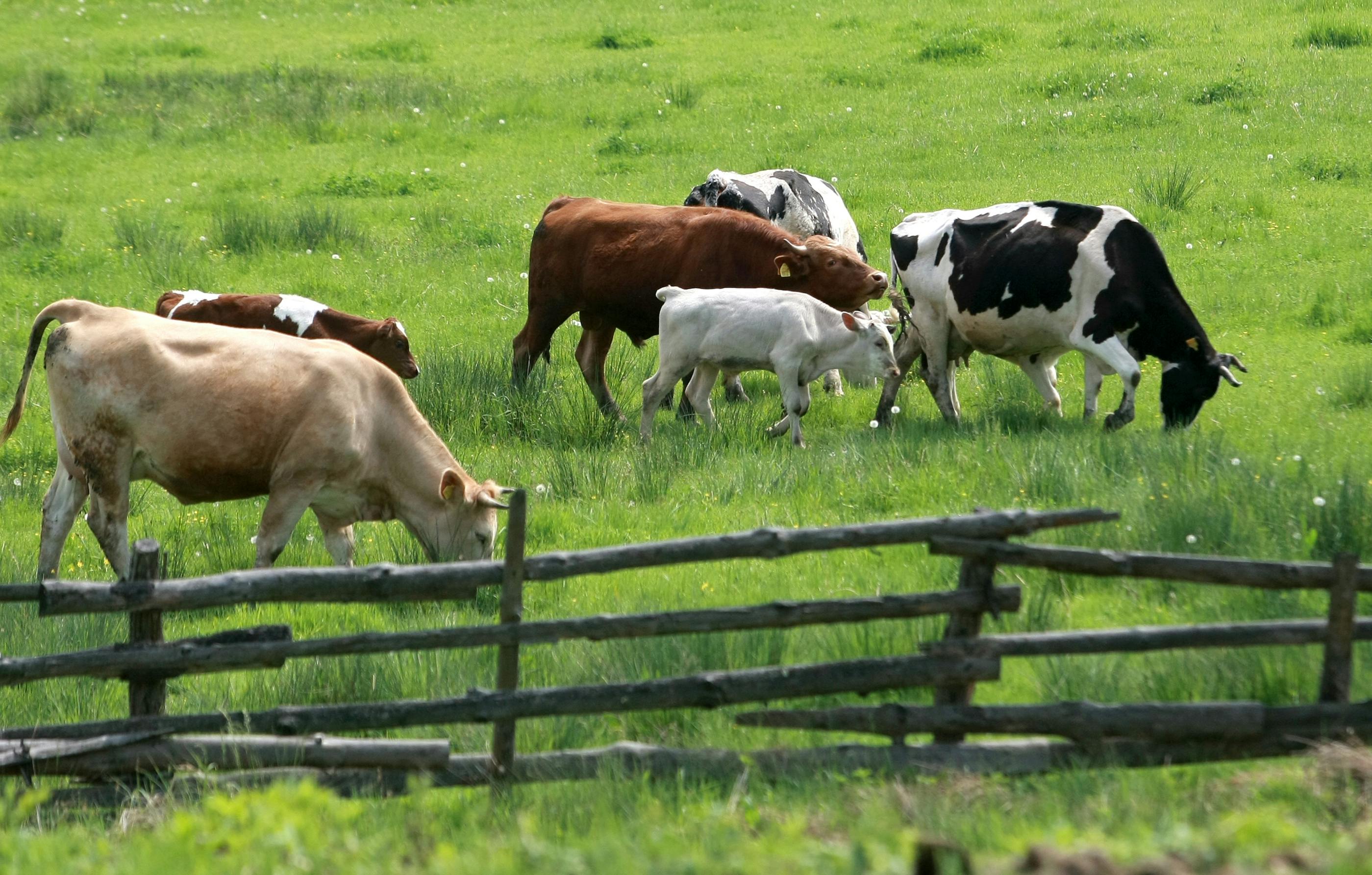 Cows grazing in a bright green, grassy pasture.