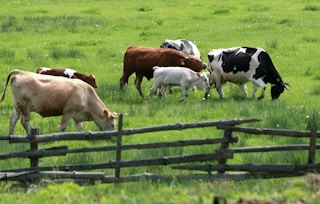 Cows grazing in a bright green, grassy pasture.