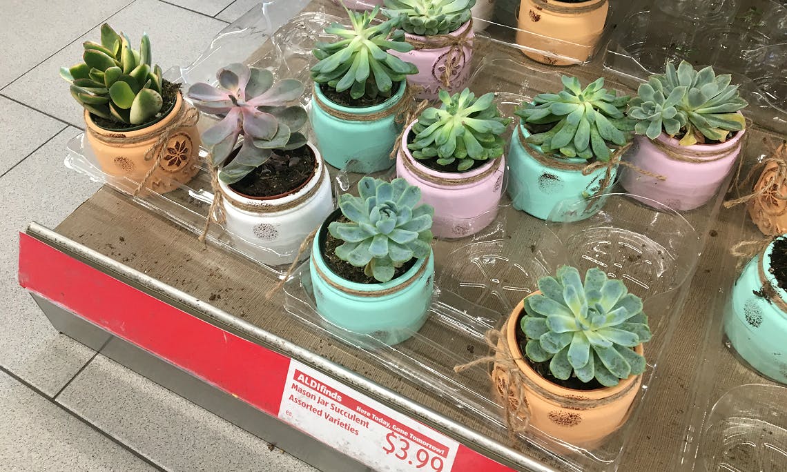 Mason Jar Succulents And Potted Cacti 3 99 At Aldi The Krazy Coupon Lady