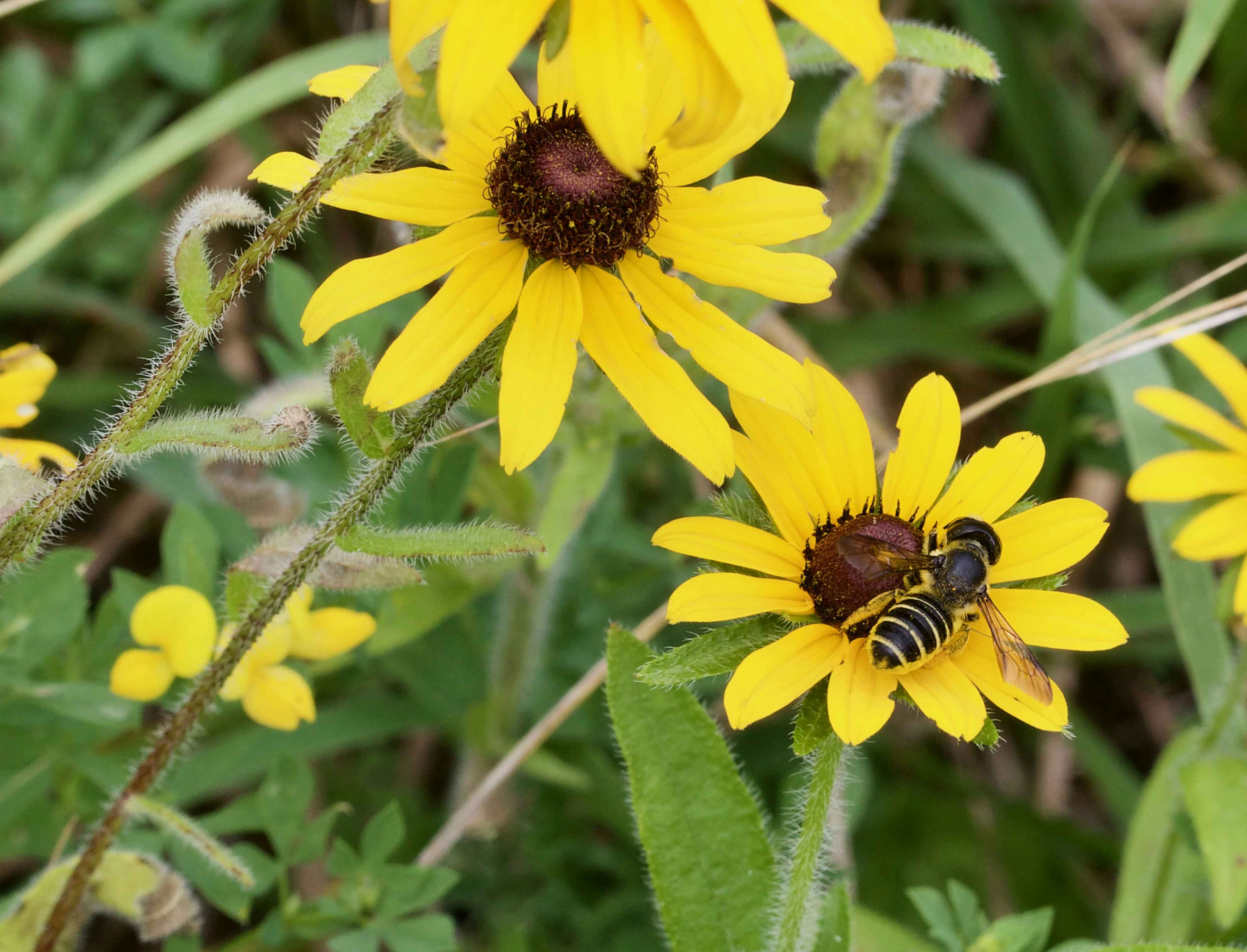 Black-eyed susan flowers with a bumble bee.